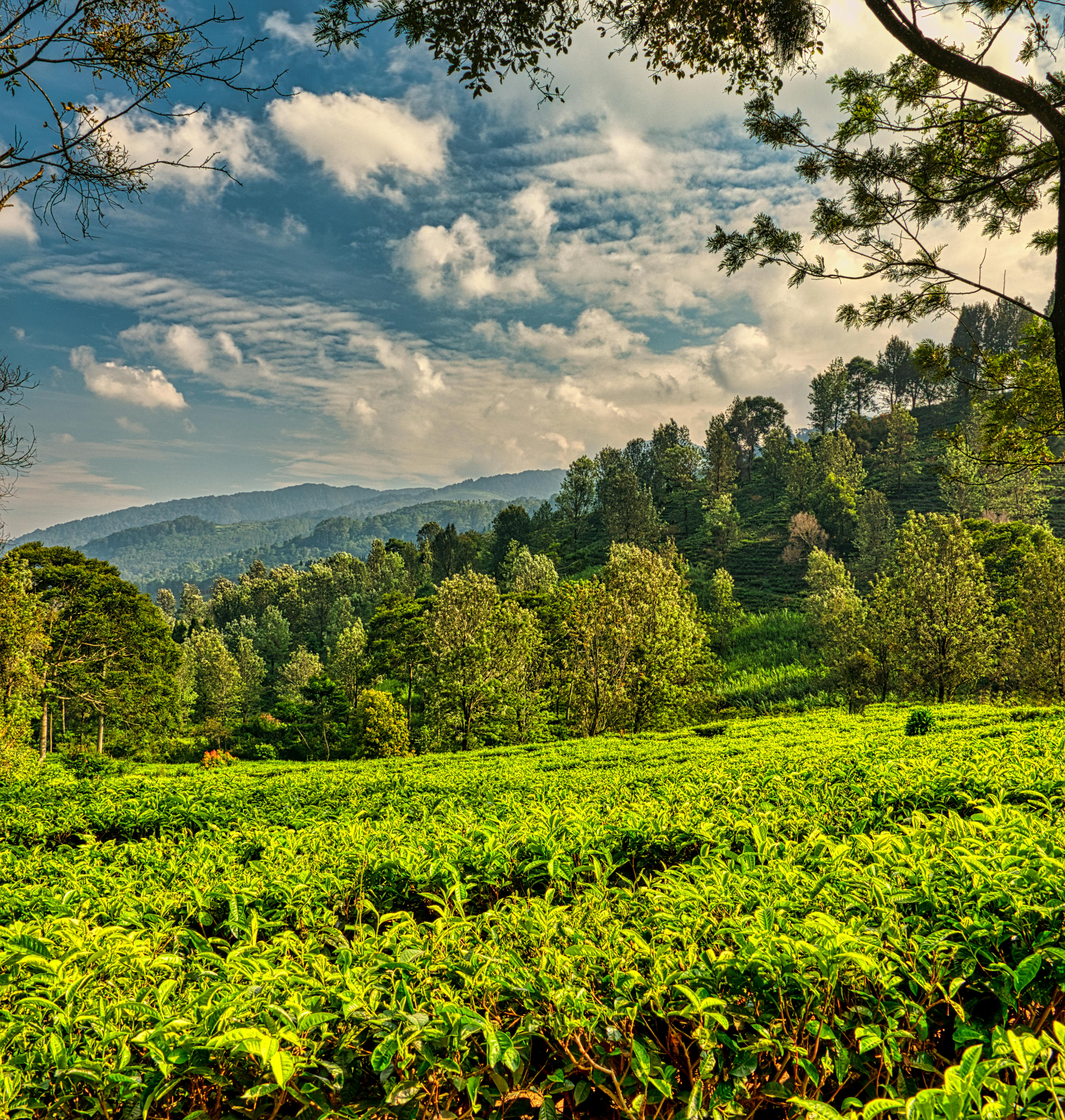 Assam Tea:  Plantation-With-Growing-Trees-And-Bushes-During-Summer-Day